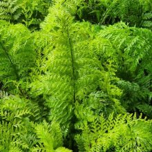 Picture of Asplenium Bulbiferum (405)