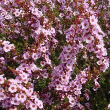 Astartea Winter Pink Picture of Astartea Winter Pink (29538)