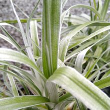 Picture of Astelia Banksii (407)
