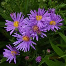 Aster Lady In Blue Picture of Aster Lady In Blue (416)