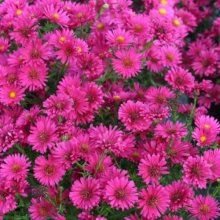 Aster Royal Ruby Picture of Aster Royal Ruby (424)