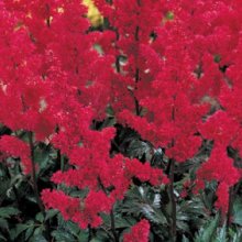 Astilbe Fanal Picture of Astilbe Fanal (419)