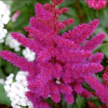 Astilbe Fuschia Spangles Picture of Astilbe Fuschia Spangles (28608)
