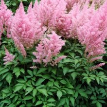 Astilbe Gloria Picture of Astilbe Gloria (420)