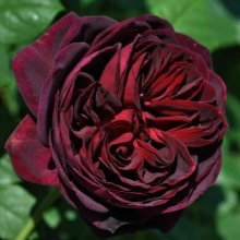 Astrid Grafin Von Hardenberg Std 80cm-Rose Picture of Astrid Grafin Von Hardenberg Std 80cm-Rose (6334)