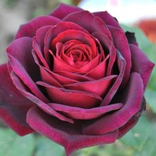 Picture of Astrid Grafin Von Hardenberg-Rose (425)