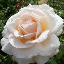 Picture of Auckland Metro-Rose (430)