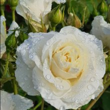 Avalanche Std 80cm-Rose Picture of Avalanche Std 80cm-Rose (440)