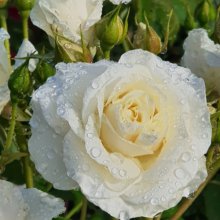 Avalanche-Rose Picture of Avalanche-Rose (439)