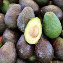 Picture of Avocado Cleopatra (28517)