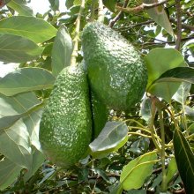 Picture of Avocado Hass (442)