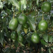 Picture of Avocado Reed ZU (7836)