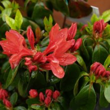 Azalea Addy Wery Picture of Azalea Addy Wery (6337)