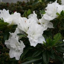 Azalea Alaska Picture of Azalea Alaska (9738)