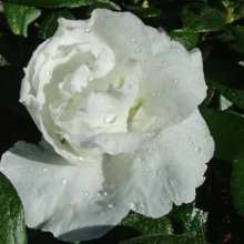 Azalea Aline Picture of Azalea Aline (469)