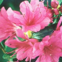 Azalea Amoena Picture of Azalea Amoena (6338)