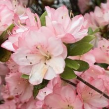 Azalea Apple Blossom Picture of Azalea Apple Blossom (6339)