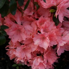 Picture of Azalea Blauuws Pink (445)