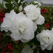 Picture of Azalea Brides Bouquet (11439)