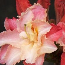Azalea Caroline De Rothschild Picture of Azalea Caroline De Rothschild (447)