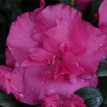 Picture of Azalea Charlie (470)