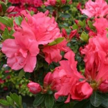 Picture of Azalea Clarissa (450)