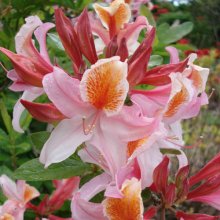 Azalea Delicatissima Picture of Azalea Delicatissima (452)