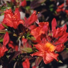Azalea Dorothy Corston Picture of Azalea Dorothy Corston (453)