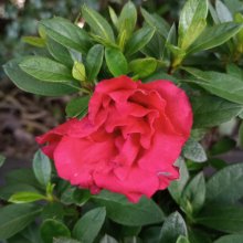 Picture of Azalea Dr Glazier (29911)