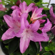 Azalea Easter Bonnet Picture of Azalea Easter Bonnet (30949)
