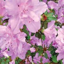 Picture of Azalea Elsie Lee (29835)