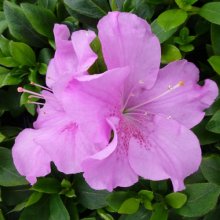 Azalea Autumn Lilac Picture of Azalea Autumn Lilac (29833)