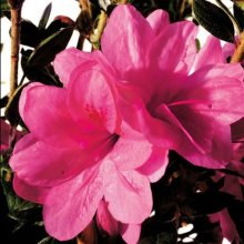 Azalea Autumn Empress Picture of Azalea Autumn Empress (9667)