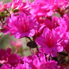 Picture of Azalea Extrante (455)