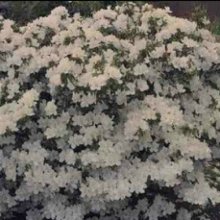 Picture of Azalea Fielders White (9246)