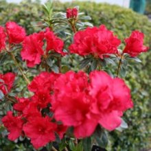 Picture of Azalea Fiery Boy (8059)