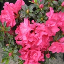 Picture of Azalea Garden Party (8060)