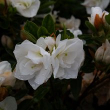 Picture of Azalea Gardenia Supreme (6340)