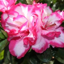 Picture of Azalea Gay Paree (29956)