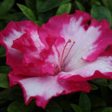 Picture of Azalea Gretel (29957)