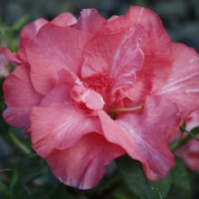 Picture of Azalea Guanda Pink (30005)