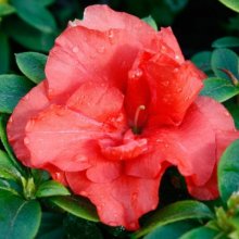Picture of Azalea Guanda Red (9669)