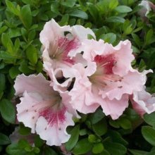 Picture of Azalea Gumpo Pink (462)