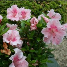 Picture of Azalea Gumpo Salmon (9606)