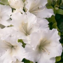 Picture of Azalea Gumpo White (463)