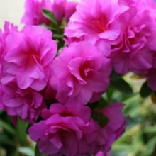 Picture of Azalea Happy Days (9737)