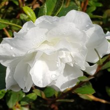 Picture of Azalea Hardy Gardenia (465)