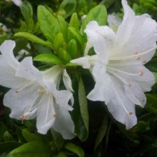 Picture of Azalea High Sierra (466)