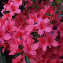 Picture of Azalea Hino Crimson (467)
