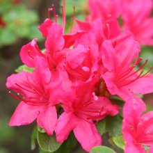 Picture of Azalea Hinodegiri (6341)